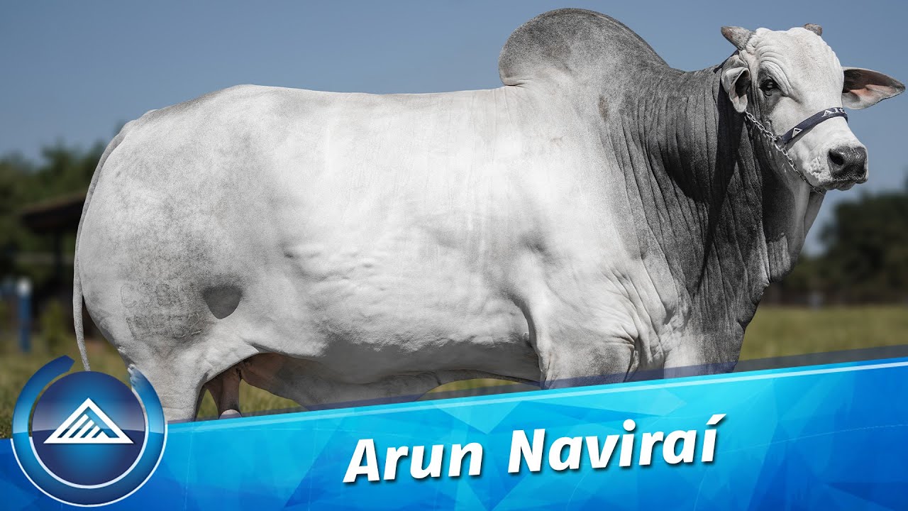Arun Naviraí