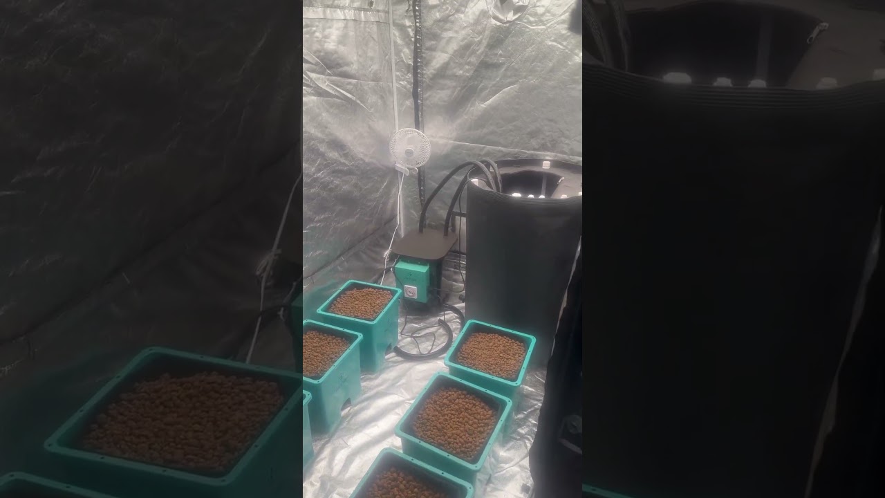 Air cube system for skunk#1 and  strawberry cough run #growseries #Growace #Vivosun