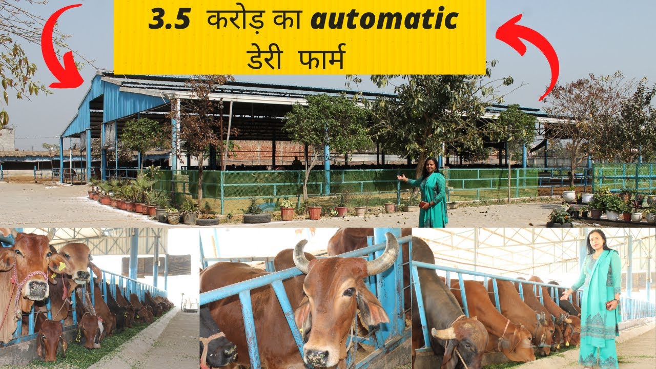 Gazab ka desi cow ka dairy farm, 3 cow se start kiya aaj 135 cow @@@ indian farming technology