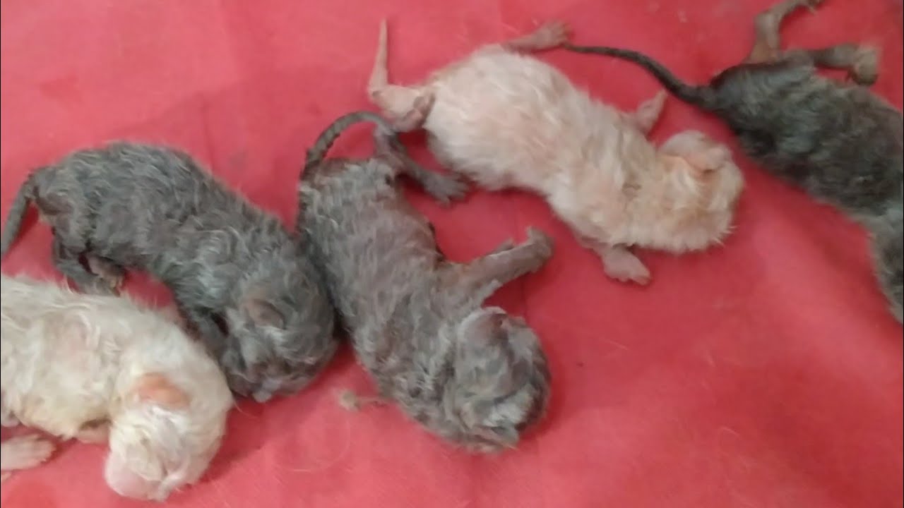 Poor Newborn Kittens Are On Bottle Feeding Because Mother Cat Not Feeding Milk To Them