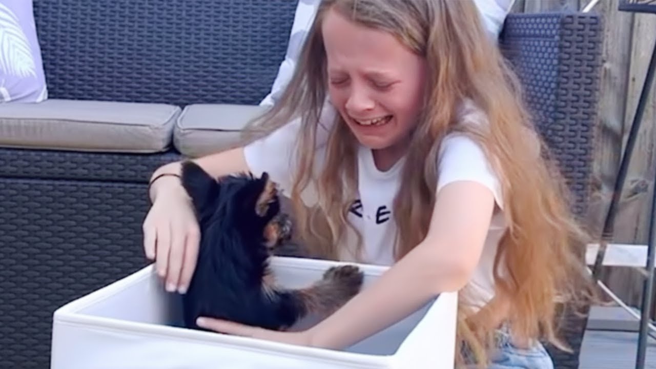 You&rsquo;ll Instantly Fall in Love Watching This Puppy Christmas Surprise 💖🎁