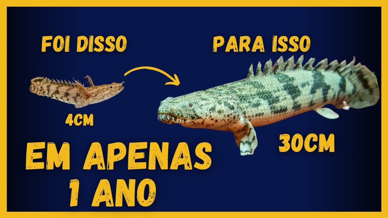 COMO FAZER SEUS PEIXES CRESCEREM RÁPIDO E SAUDÁVEIS | O que aprendi com meus Polypterus Endlicheri!