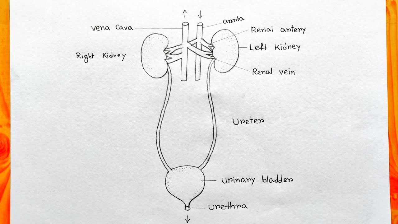 How to draw human excretory system easy|How to draw human Urinary system|Urinary system diagram easy
