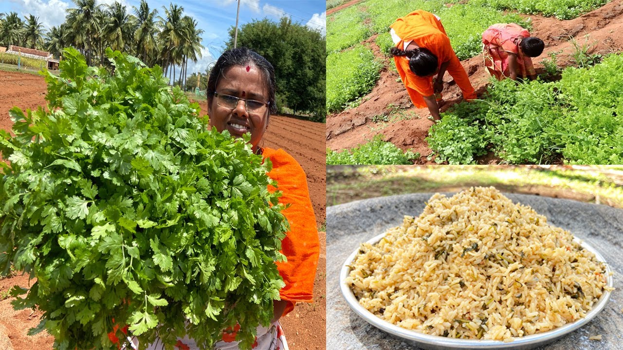 பிரெஷ் கொத்துமல்லி தழை பிரியாணி I Fresh Coriander Leaves Biryani in Tamil I Village Cooking