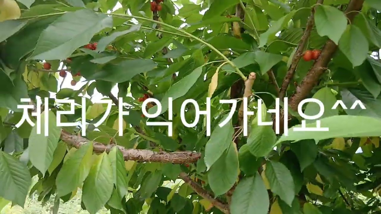 맛있는 체리가 익어가네요