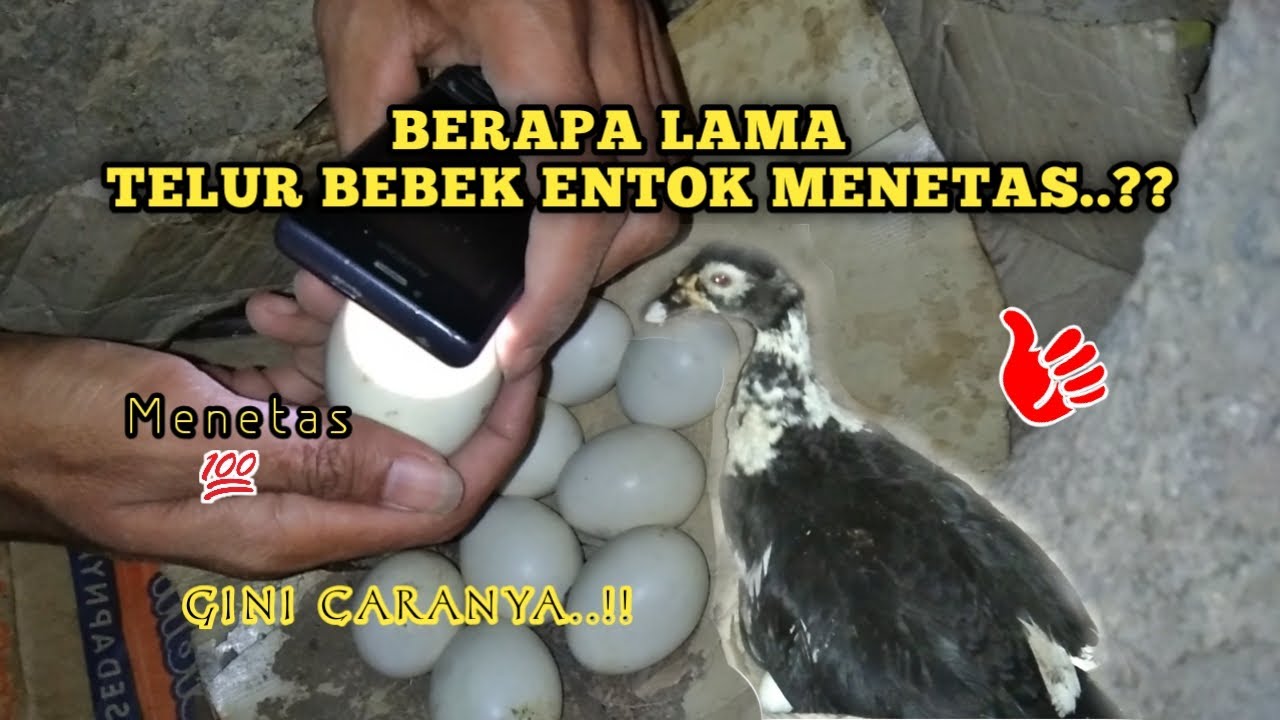 Berapa Lama Telur Bebek Entok Menetas Dan Telur Bebek Entok Menetas Semua.??