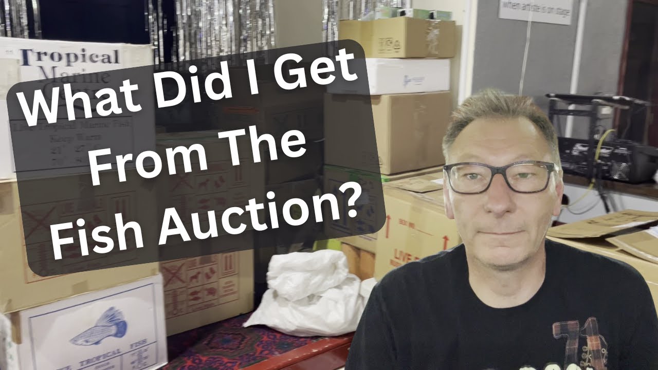 What Did I Get From The Auction?