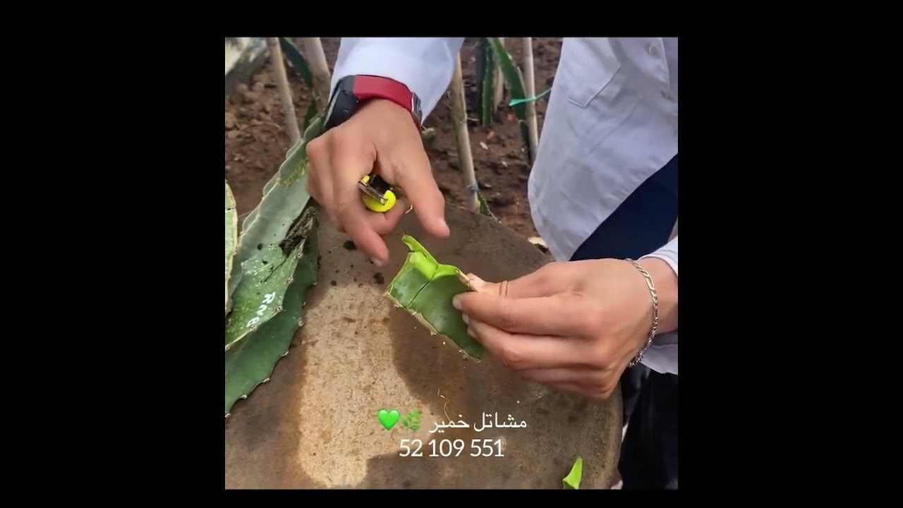 طريقة تطعيم فاكهة التنين بالقلم 🇹🇳