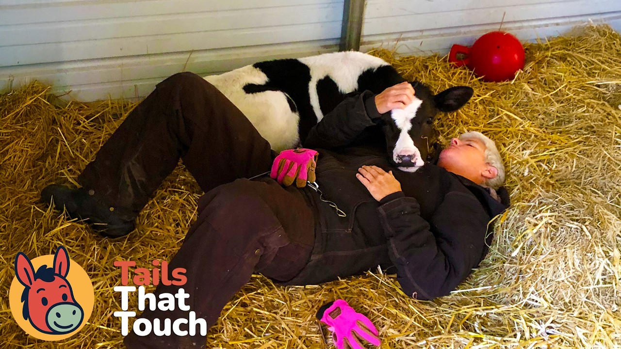She Slept in a Barn 30 Nights to Save Him — Now He’s 3,000 Pounds