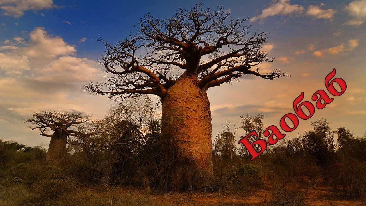 Баобаб (адансонія, Adansonia) - дерево, що живе тисячі років і не боїться пожежі