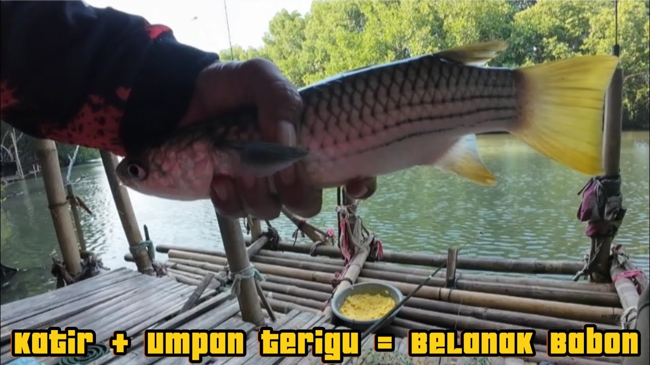 Mancing Ikan Belanak Dengan Tehnik Katir Di Jamin Babon Babon Belanak Yang Makan