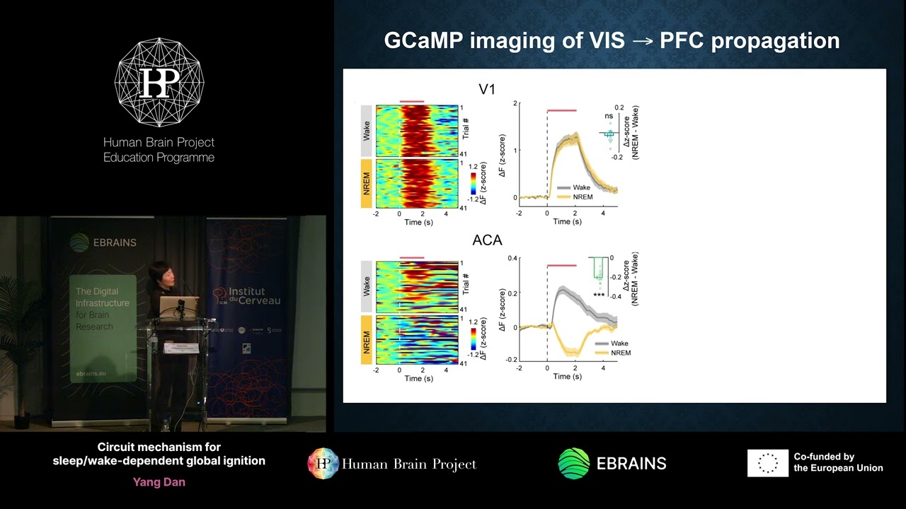Yang Dan - Circuit mechanism for sleep/wake-dependent global ignition