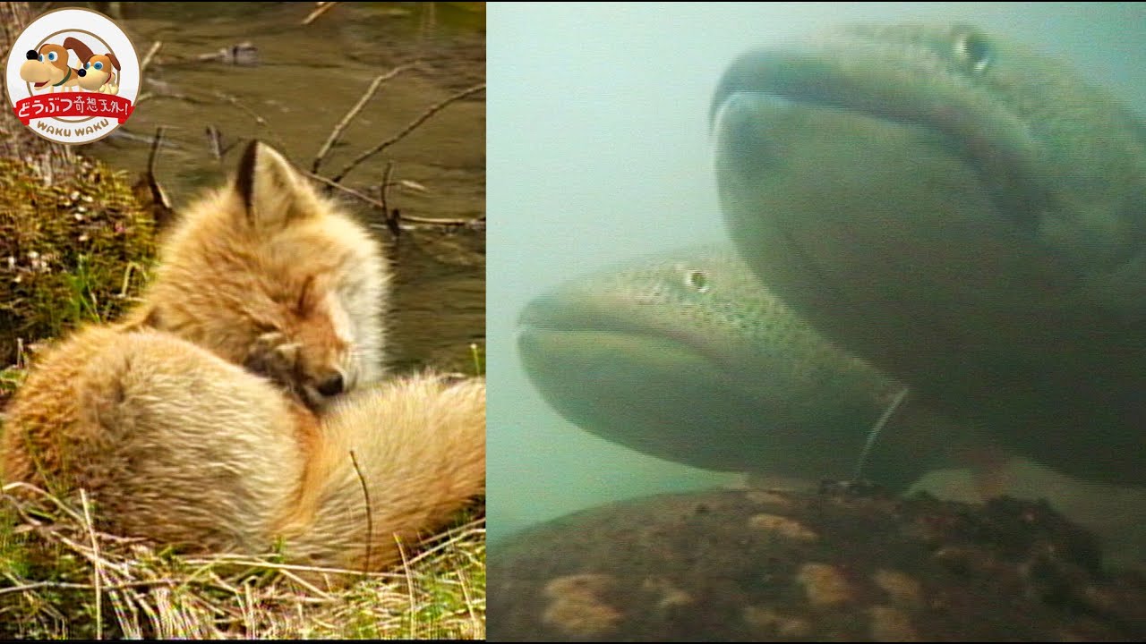 【貴重な産卵シーン】北海道で伝説の巨大魚イトウを追う！ヒグマもキツネも集う幻の川を撮り続けるカメラマン【どうぶつ奇想天外／WAKUWAKU】