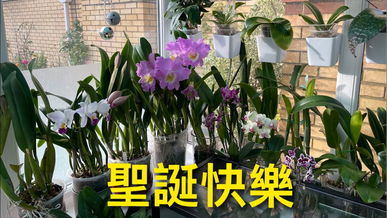 花房裏的蘭花已陸陸續續地開迎接新的一年 ￼祝各位蘭友聖誕快樂
