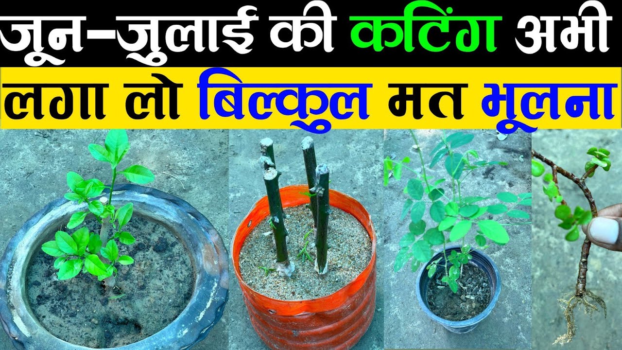 जून-जुलाई की कटिंग अभी लगाना बिल्कुल मत भूलना | Cutting Kaise Lagaye | How To Grow Cutting Of Plants