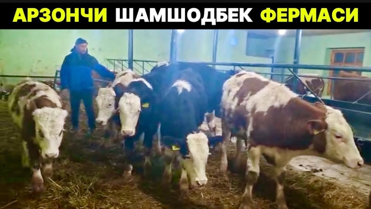 АРЗОНЧИ ШАМШОДБЕК ФЕРМАСИДАН ЗОТДОР МОЛЛАР СОТИЛАДИ  21-января 2026 г.