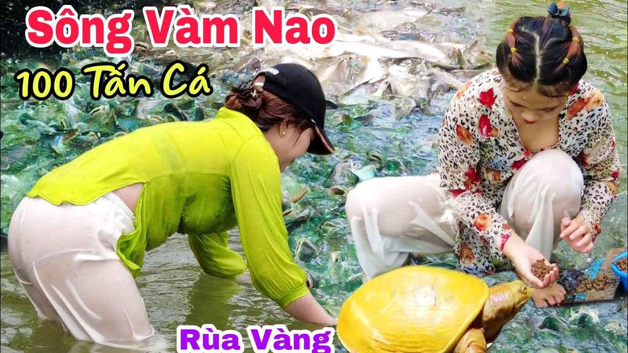 Bất Ngờ Sông Vàm Nao Cụ Rùa Vàng Bỏ Đi Cùng Đàn Cá Bà Cậu Ít Dần