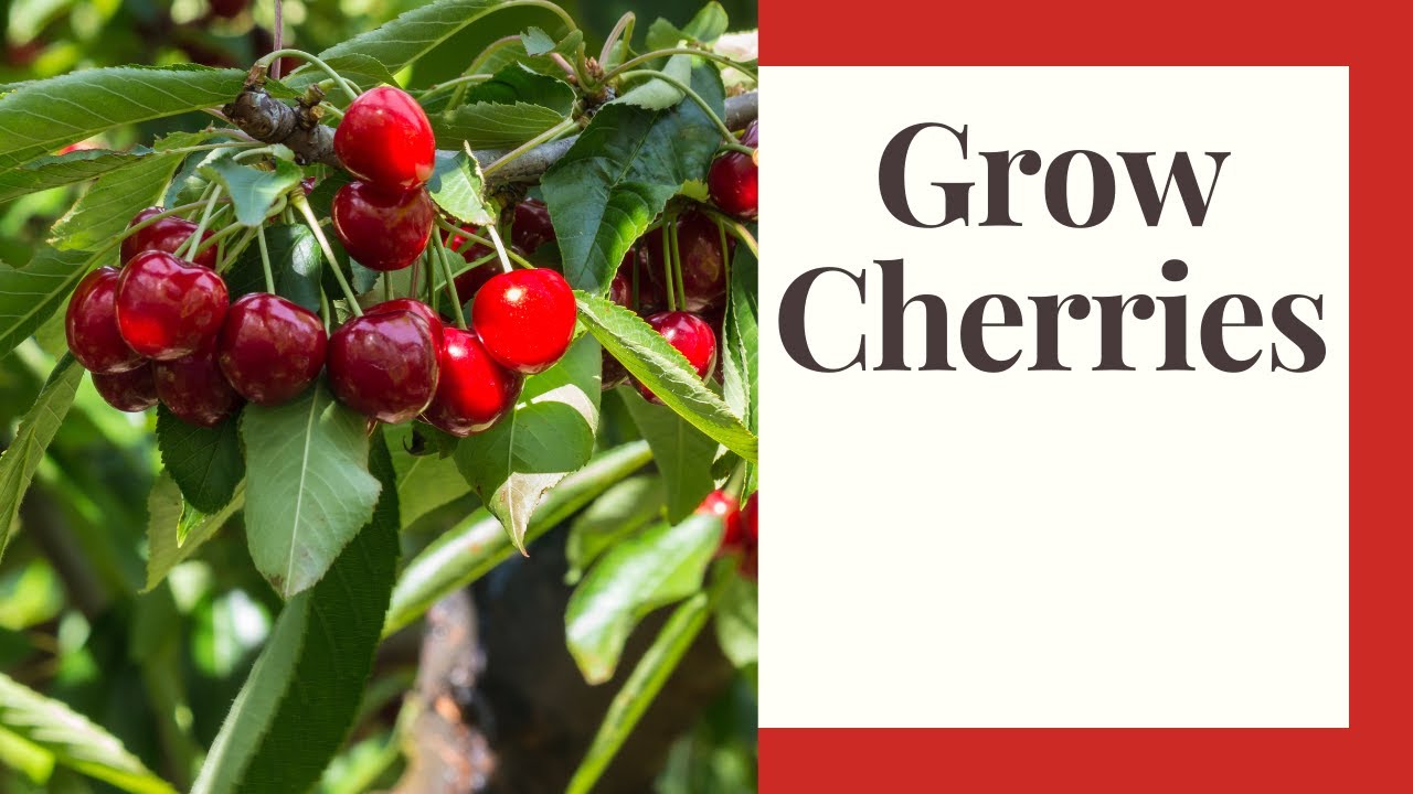 Grow Cherries 101: Zone 6