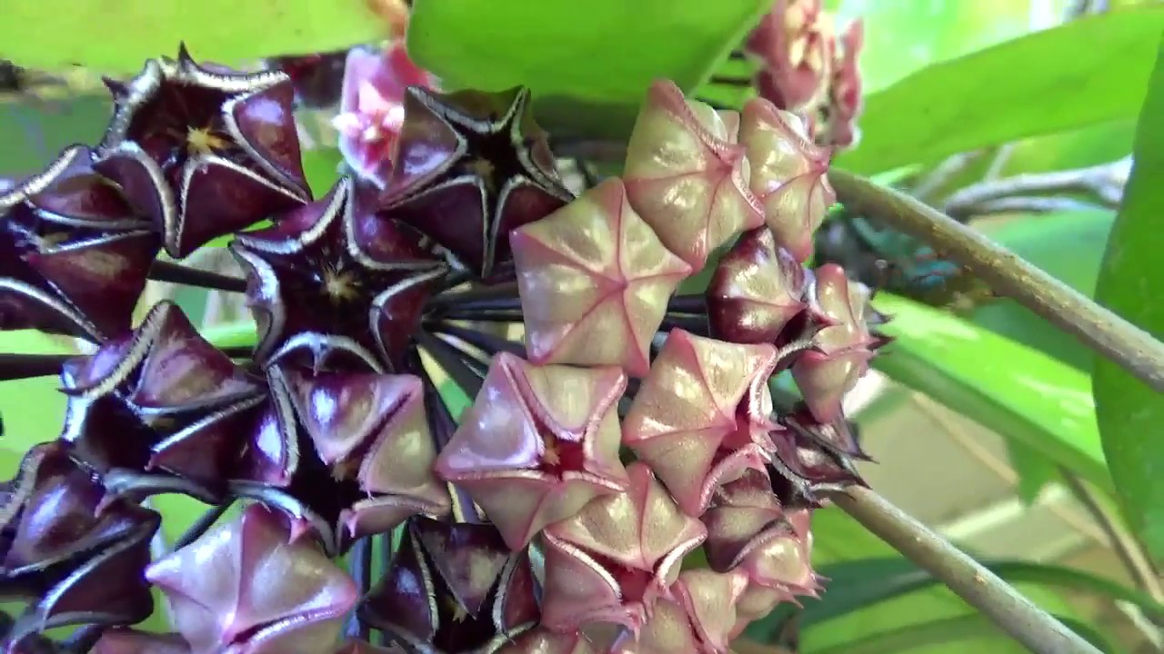 ЦВЕТУЩИЕ ХОЙИ.. H. MINDORENSIS.. H. PUBICALUX.. H. ISCHNOPUS.. H. ACUTA GREEN