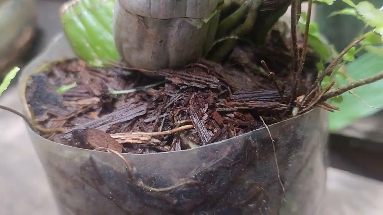 Catasetum nativo florida 