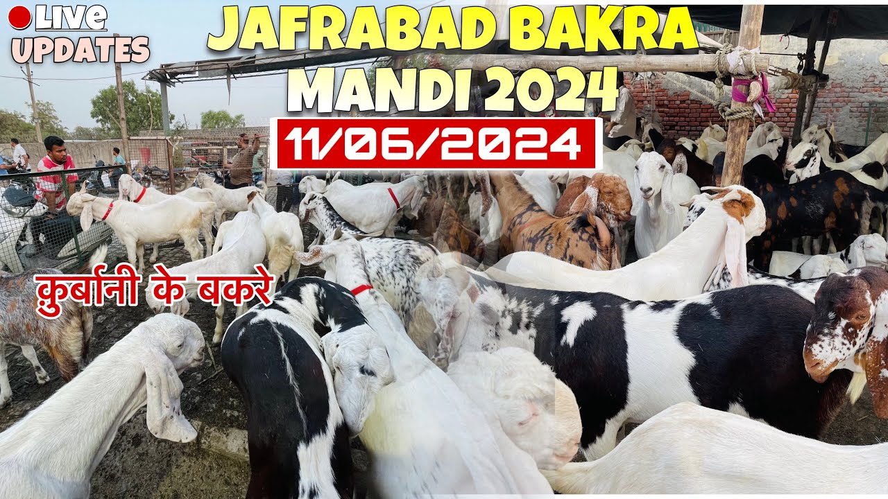 Jafrabad Bakra Mandi 2024 Latest Video | 11/6/2024 दिल्ली की सबसे सस्ती बकरा मंडी | Bakra Mandi 2024