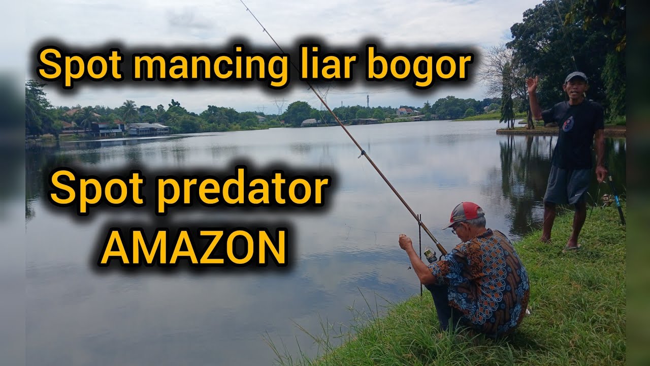 MANCING DI SETU YANG ADA PREDATOR  AMAZON , DI BOGOR