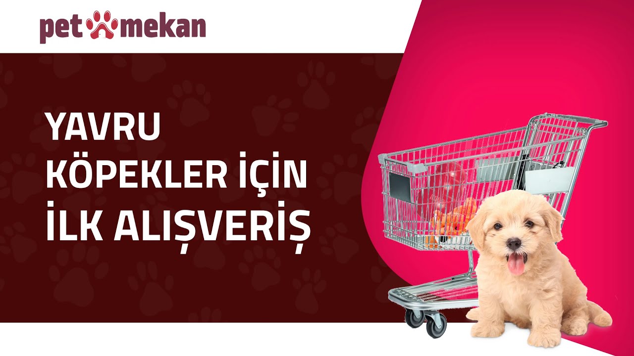 Yavru Köpeğinizin İlk Alışverişi: Neler Almalısınız? 🛒🐶 #köpek #köpekler #köpekyavrusu