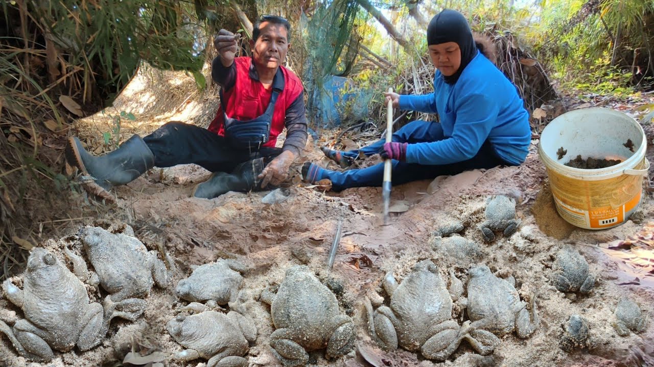 ป้าด!ขุดเขียดทรายเนินเดียวหมานเป็นกิโลพี่น้อง หมายนี้หมานเขียดตัวอวบๆตัวใหญ่ๆฝังตังเต็มเนินทราย
