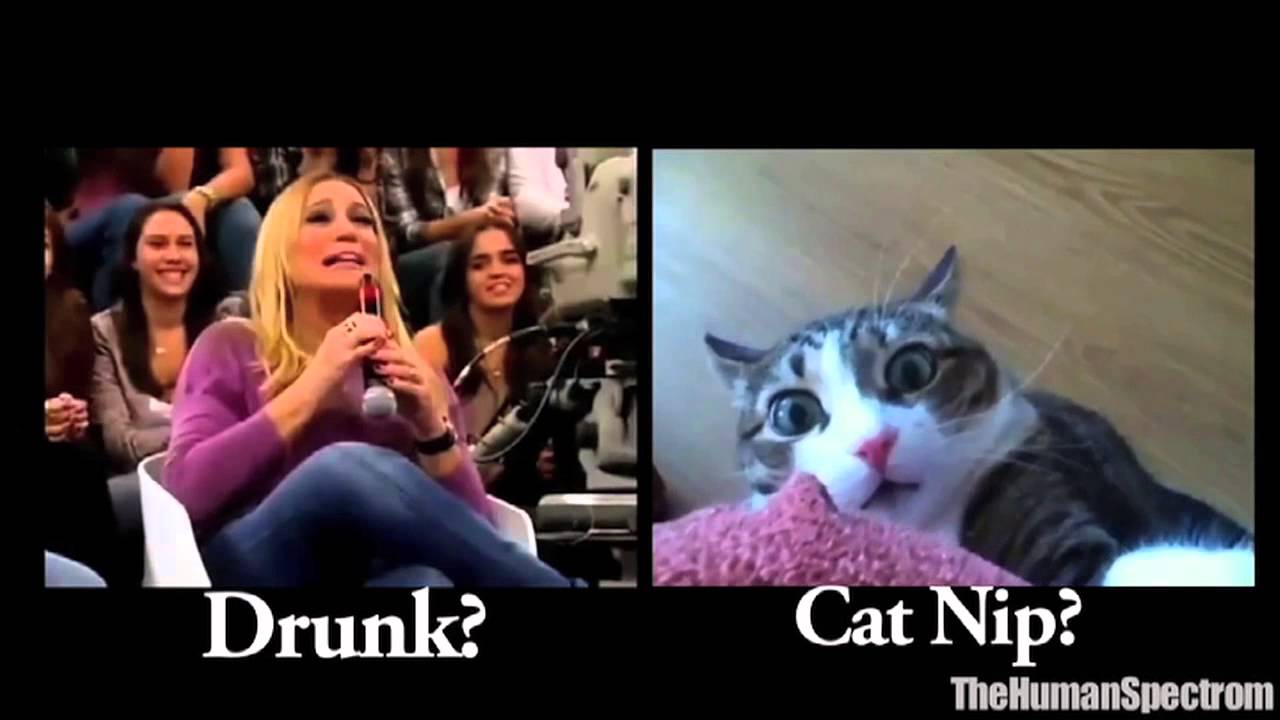 GIRL FAILS plus CAT FAILS equals EPIC FUNNY 2014