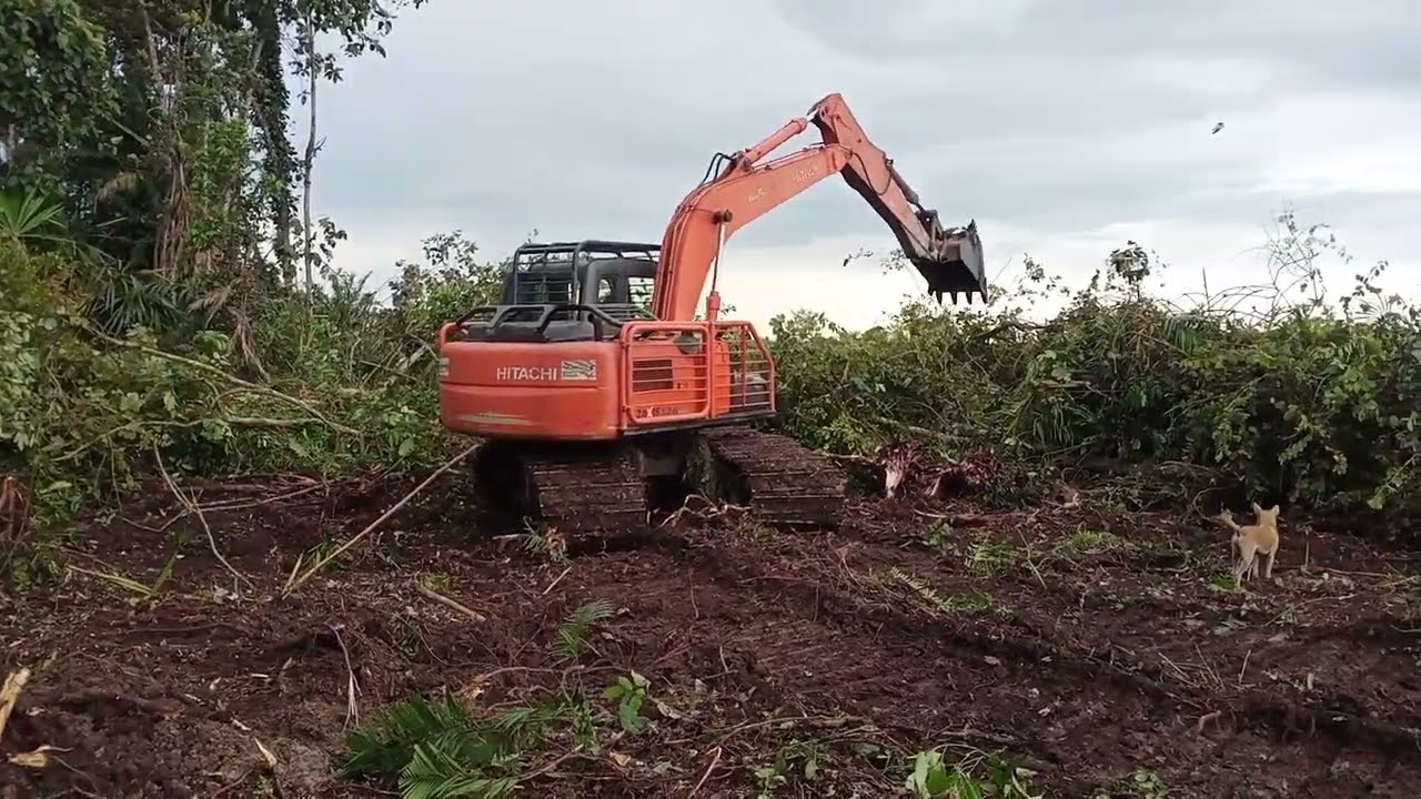 pembukaan lahan baru dengan cara seteking