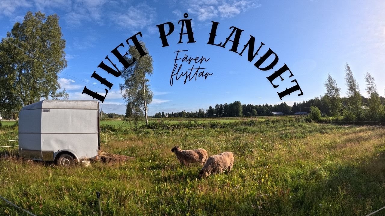 Fåren flyttar till Grannens!