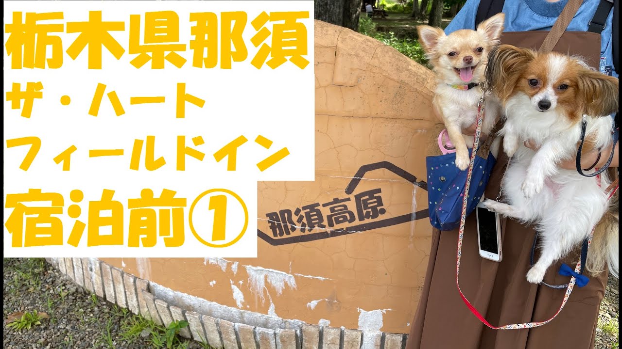 【犬と旅行】栃木県那須　「ザ・ハートフィールドイン」に宿泊前①【犬と川遊び】【那須リバーガーデンキャンプ場】