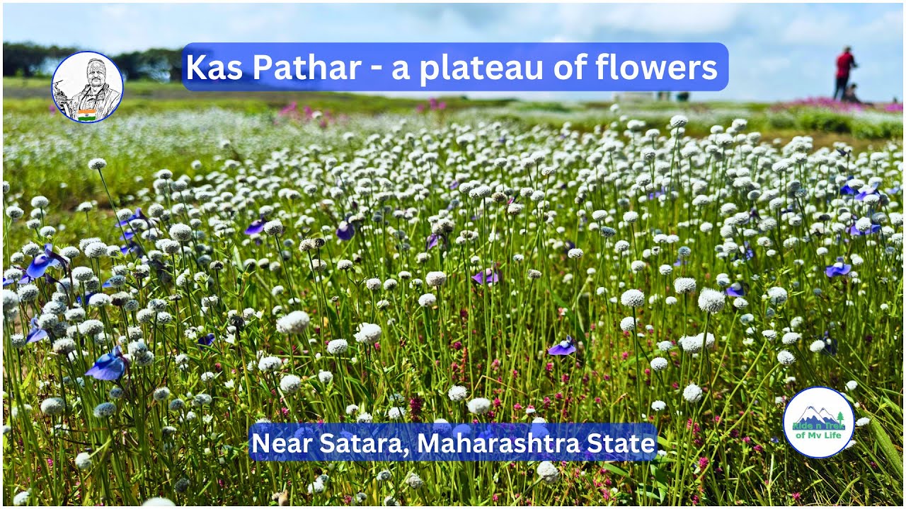 कास पठार-धरती पर स्वर्ग | ARVIND VASAVE | @avasave8282 | सातारा महाराष्ट्र #KasPathar#FloralParadise
