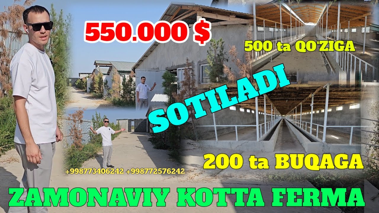 ZAMONAVIY FERMA 70 SOTIX 200 TA BUQAGA 500 TA QO‘ZI QO‘CHQORGA TAYYOR FERMA SOTILADI.