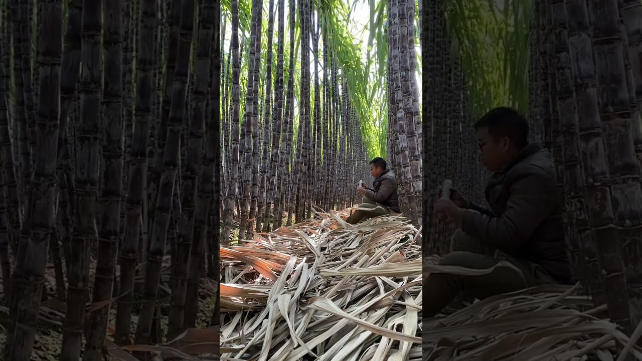 Fresh farm fruit sugarcane Direct express delivery from the farm Delicious crispy and swee