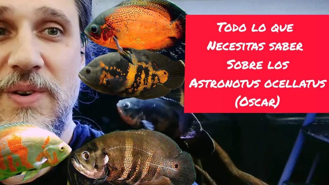 Todo lo que necesitas saber sobre Astronotus ocellatus (Oscar)