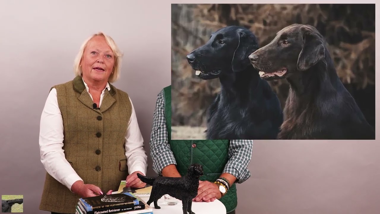 Raspresentation - Flatcoated retriever