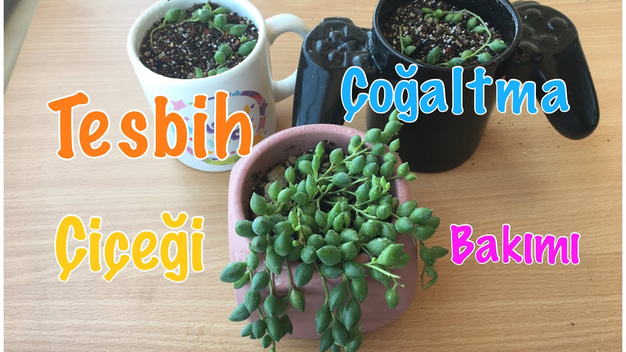 Tesbih Çiçeği Çoğaltma, Sulama ve Bakımı | home decoration | plants