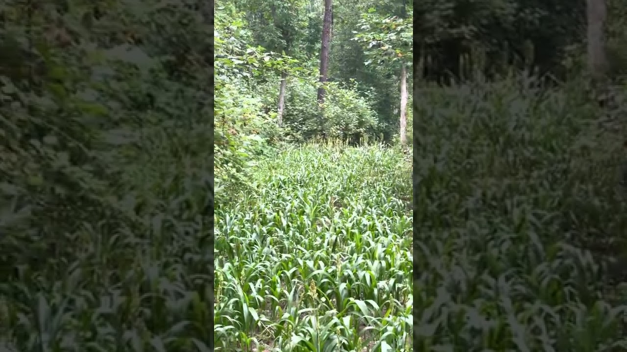 Experimenting with Pennington seed