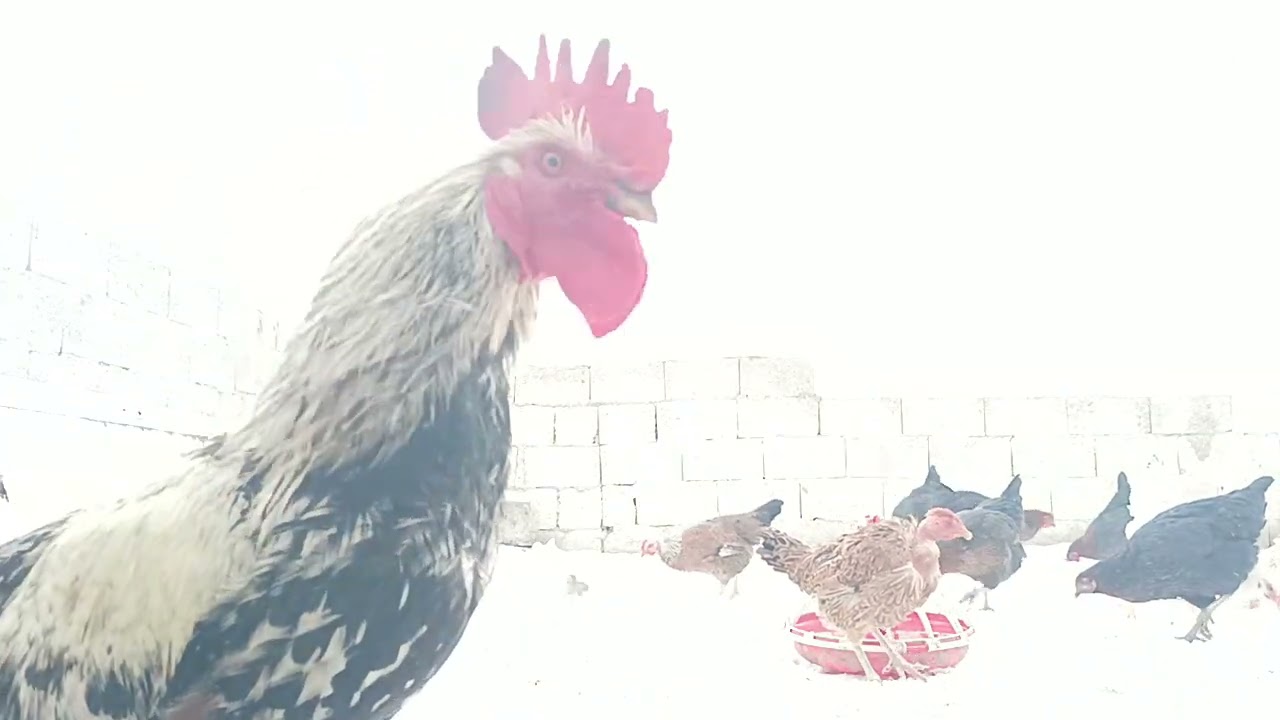 BUGÜN KAR YADI
