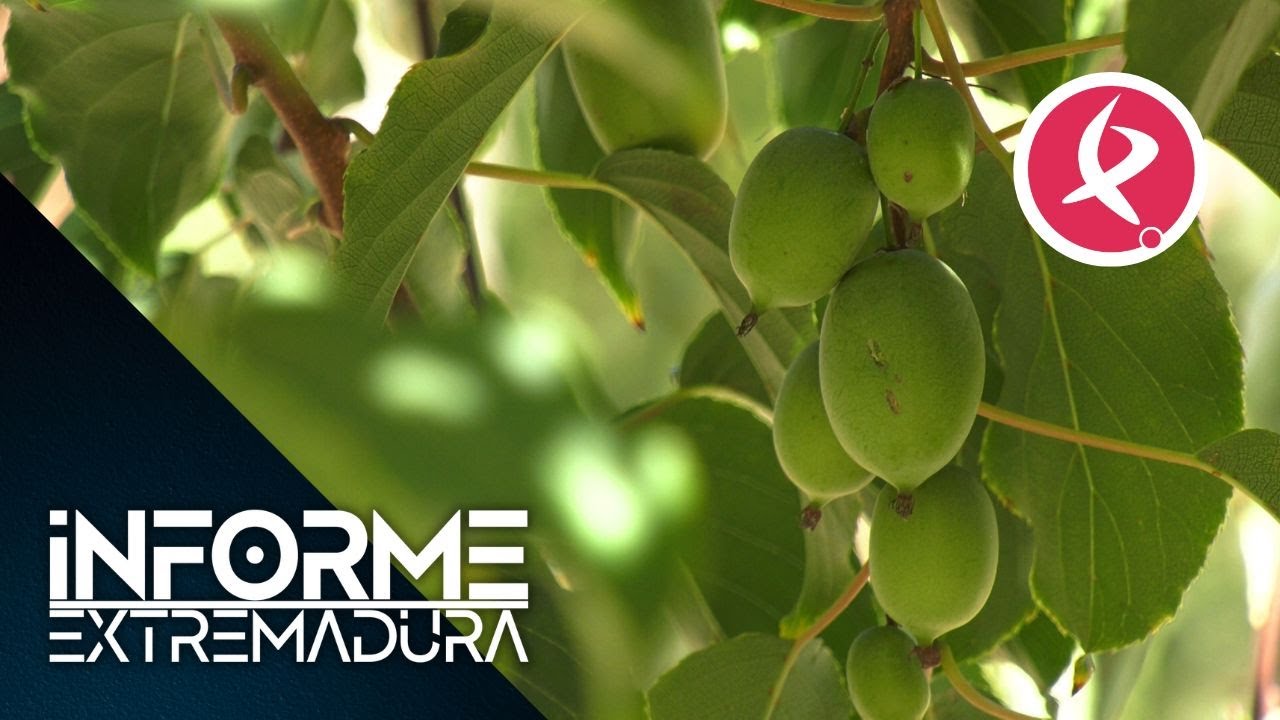 El kiwiño, la desconocida fruta asiática que crece en Villanueva de la Vera | Informe Extremadura