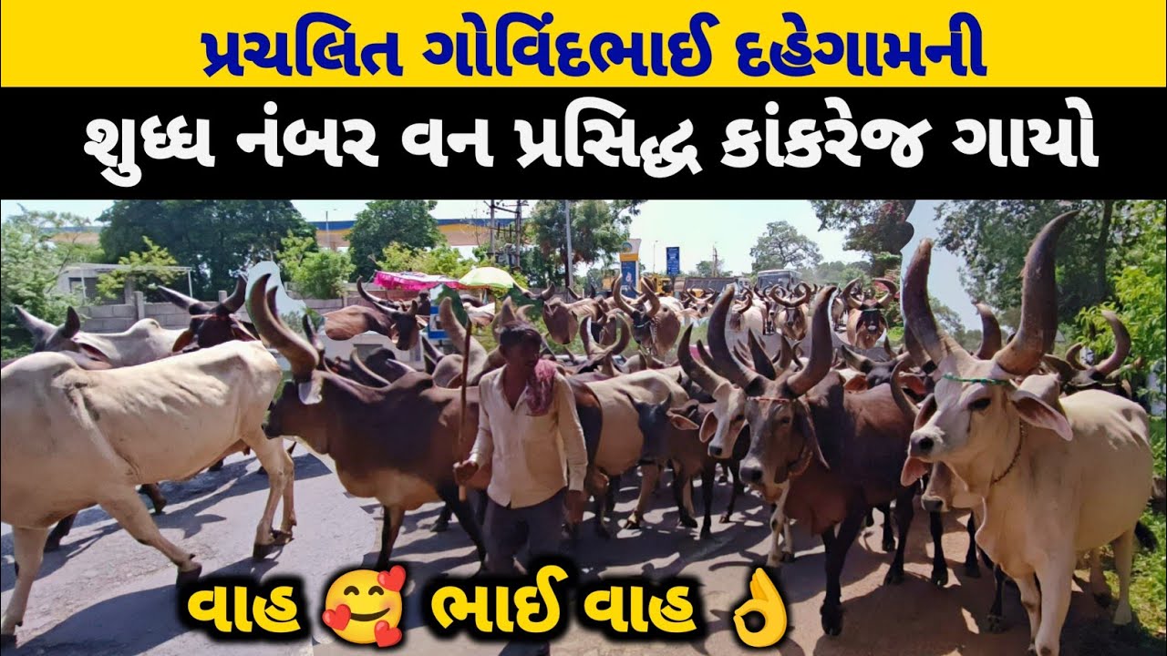 ગેરંટી, તમેં જિંદગીમાં આવી કાંકરેજ ગાયો જોઈ નહી હોય. Kankrej Cow In Gujarat