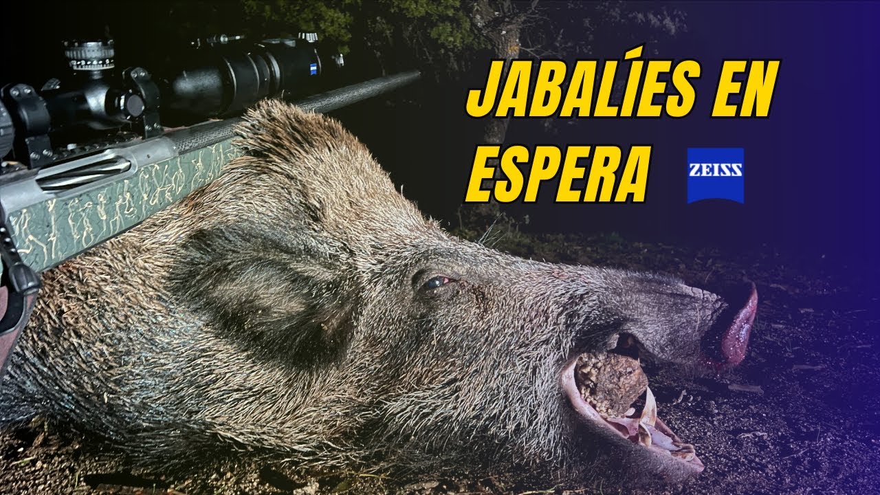 Кабаны в ожидании 🐗 | Охота на кабана ночью | Испытание тепловизионных приборов ZEISS.