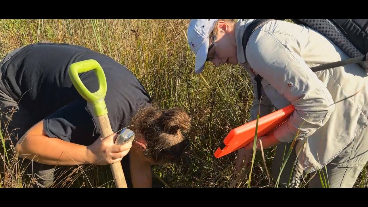 Masonville Cove: Wetland Delineation