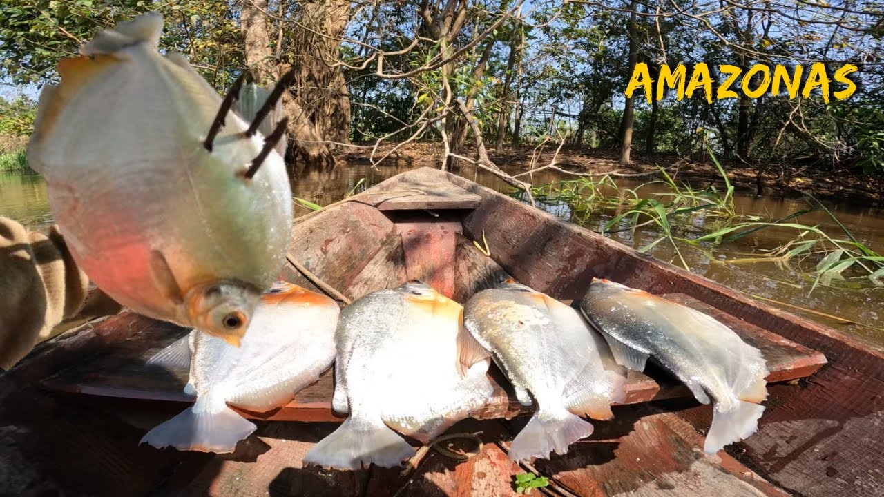 Muito peixe na água podre, Pesca com arco e flecha e Vida ribeirinha no Amazonas