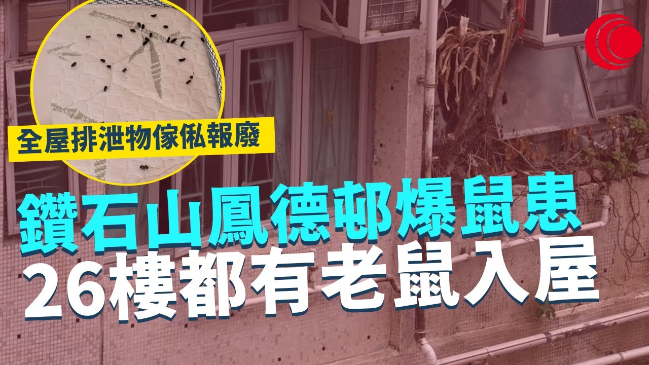 一線搜查｜鑽石山鳳德邨爆鼠患 26樓都有老鼠入屋 一户捉夠14隻 全屋佈滿排泄物傢俬報廢 屋苑老鼠藥全部未開封 管理公司做緊乜？｜571集｜有線新聞 簡采恩 黎美萱｜HOY TV 77台