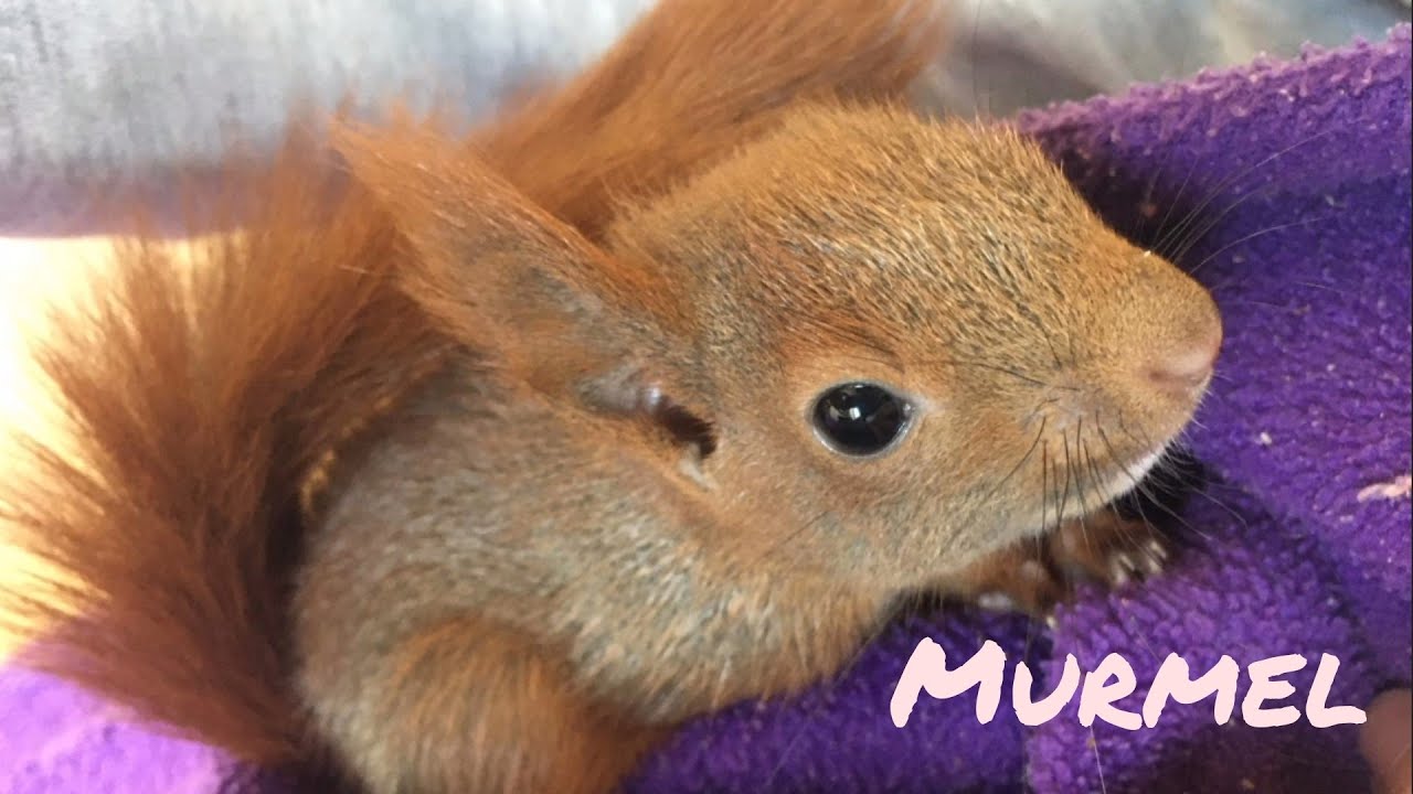 Murmel das Eichhörnchen-Baby | Baby Squirrel