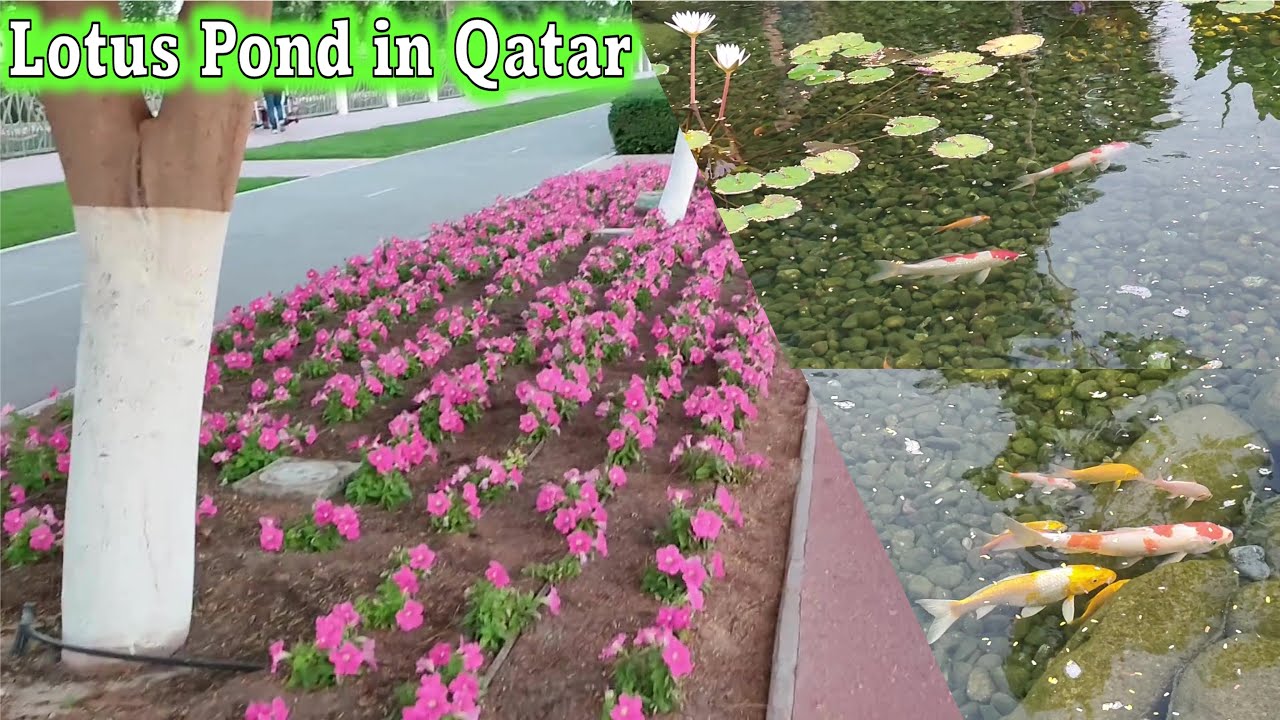 Lotus Pond Park | Lotus Flower in Qatar | Al Rayan Park | Qatar Parks #fish #lotusflower #park #doha