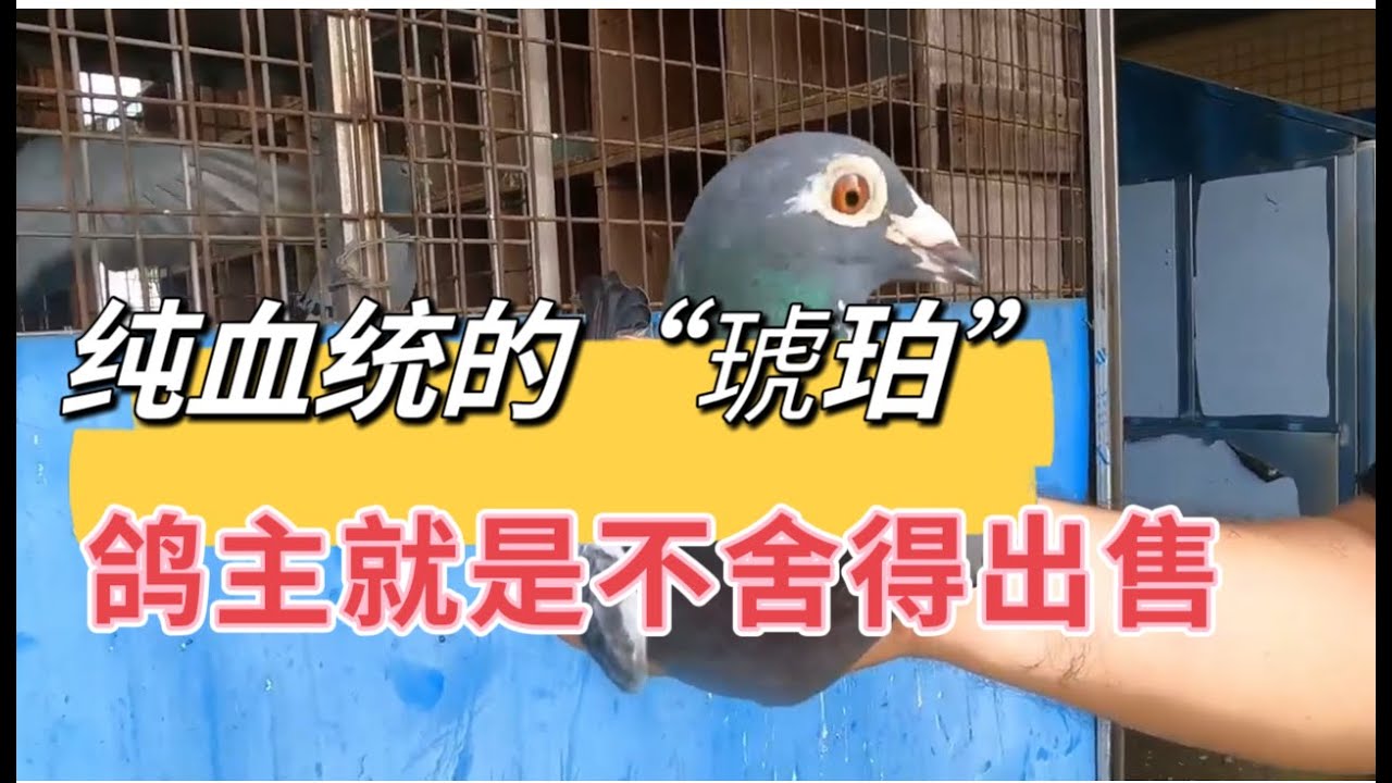 视为珍宝的“琥珀”到底好在哪？广大鸽友们有用过这一路吗？