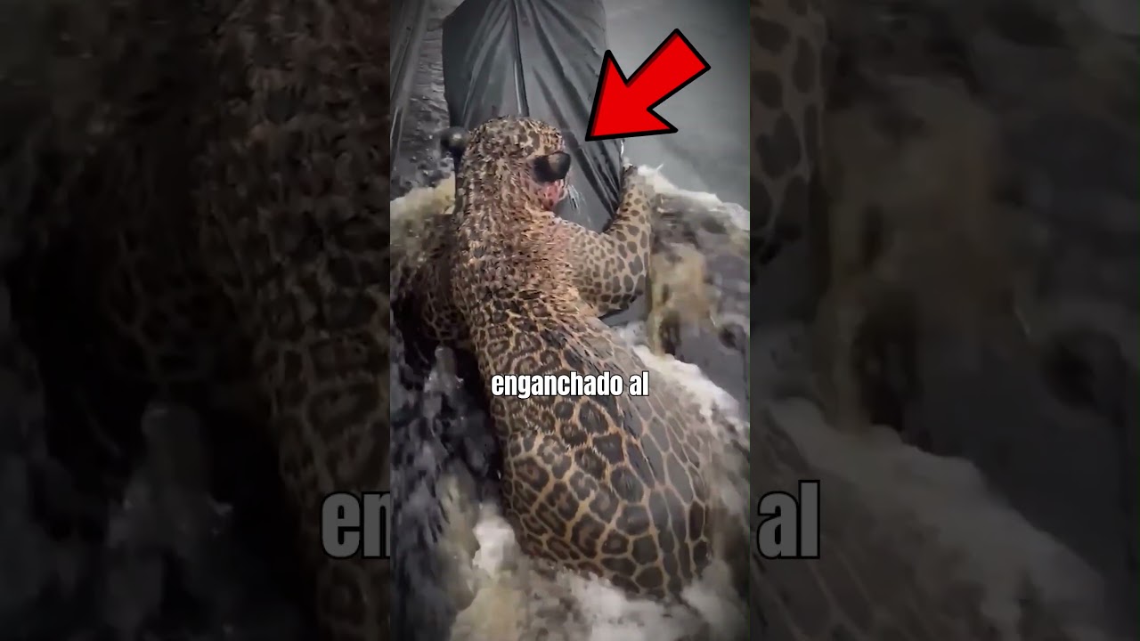 Animales RESCATADOS por la Humanidad  #rescate #animales #shorts #shortsfeed